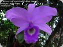 Cattleya skinneri coerulea